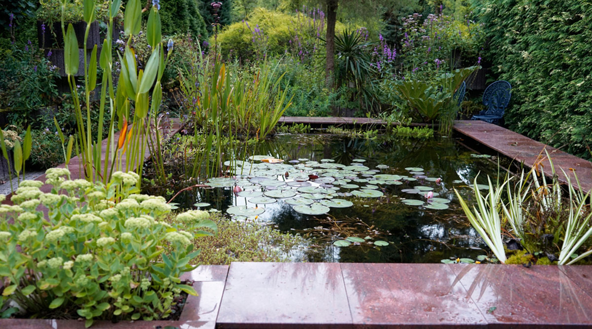 vijver met vijverplanten en een stenen rand eromheen