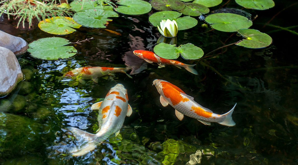 vijver met koi karpers
