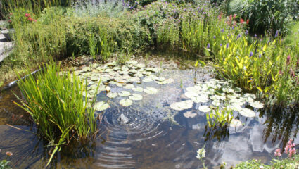 vijver met rijke beplanting
