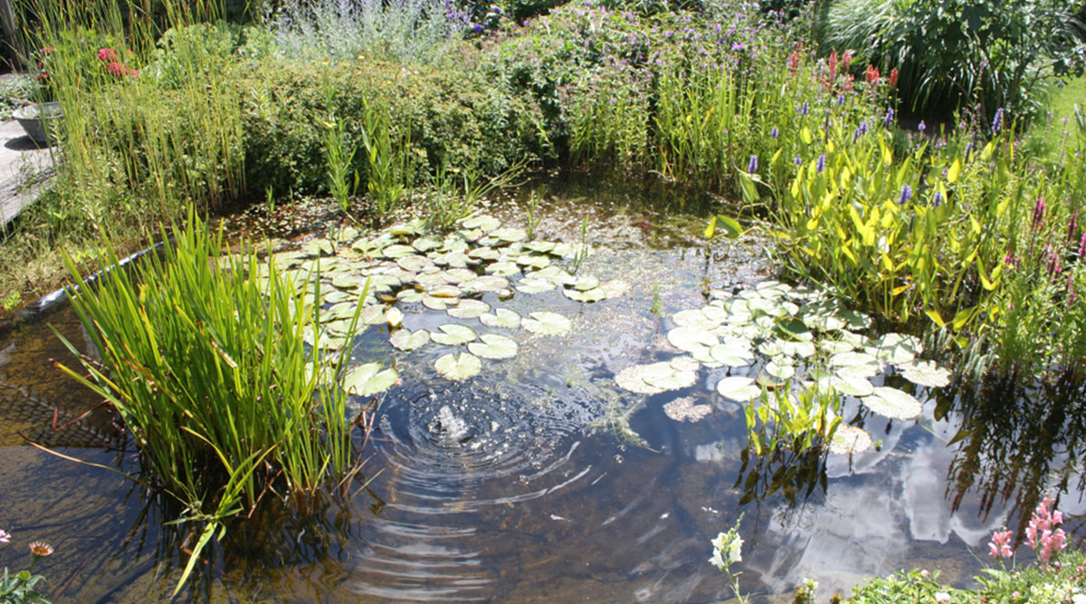vijver met rijke beplanting