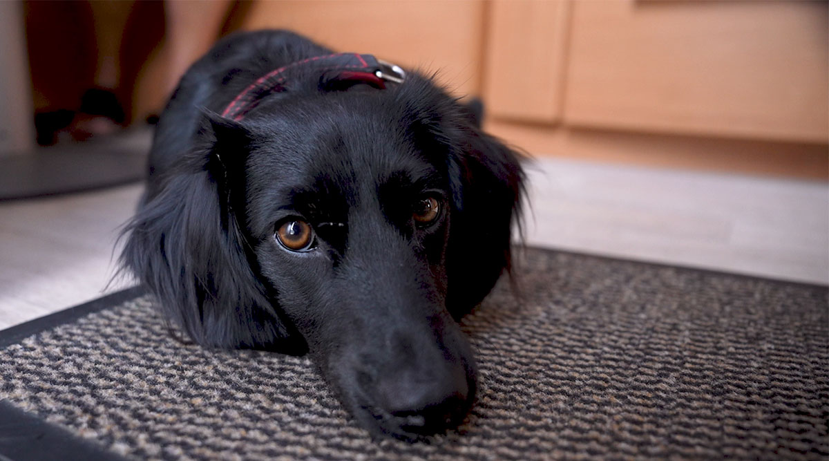 Hond Yessy van Jolanda en Albert uit We zijn er Bijna!