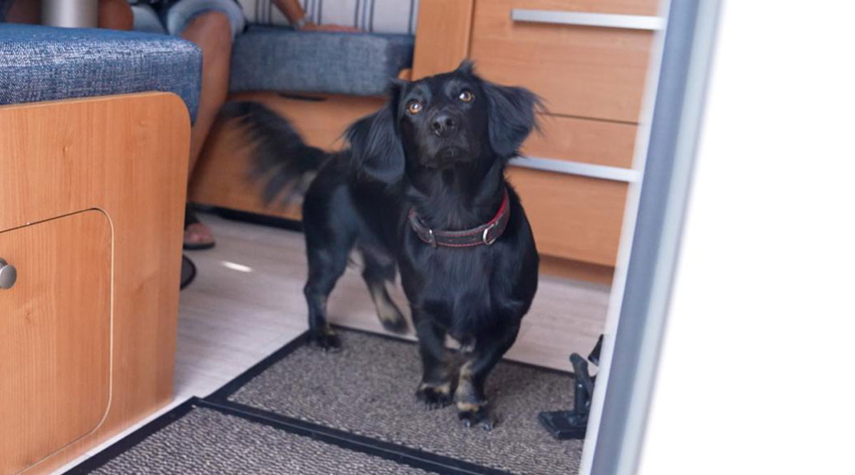 Teckel Yessy van Albert en Jolanda uit We zijn er Bijna! in de caravan.