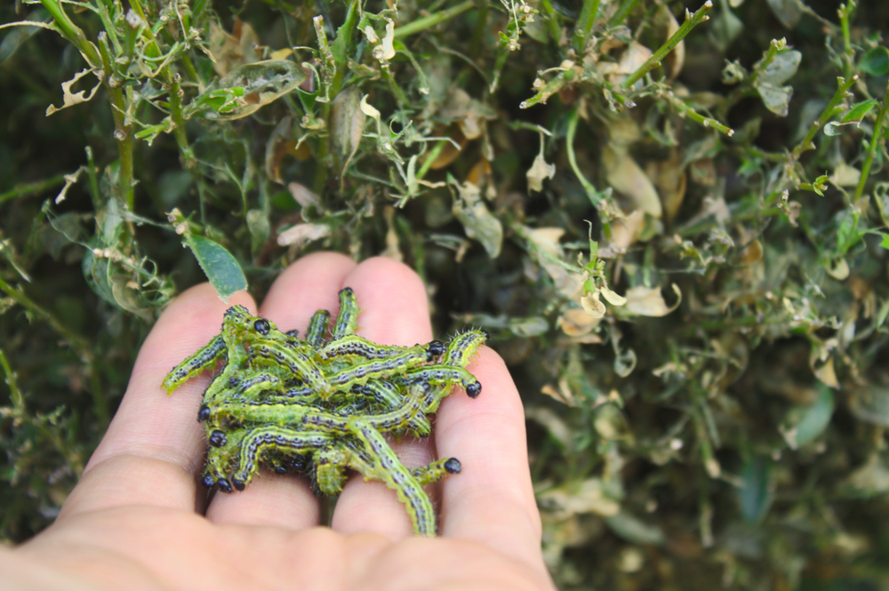 Buxusrupsen op buxus