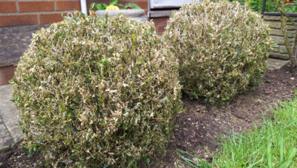 Buxus aangetast door de rupsen van de buxusmot