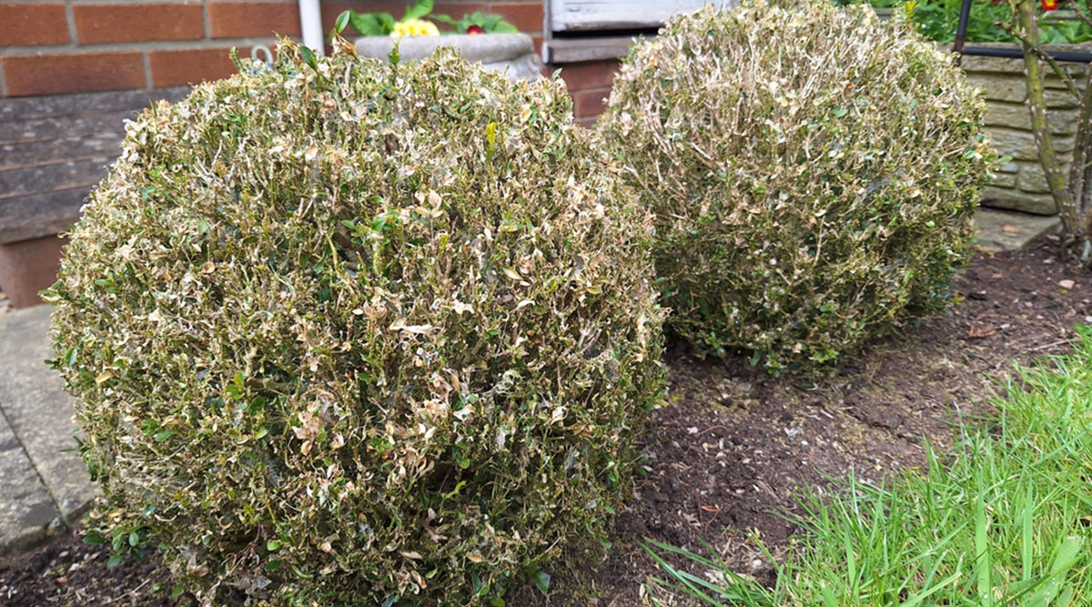 Buxus aangetast door de rupsen van de buxusmot