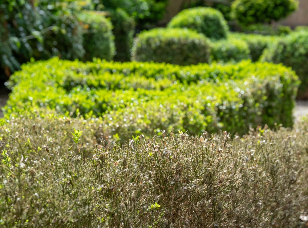 De schimmelziekte Cylindrocladium buxicola