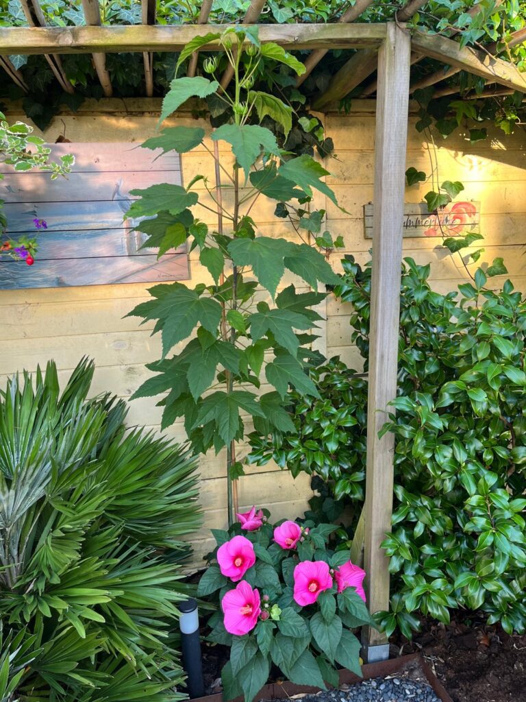 2 soorten Hibiscus XXL