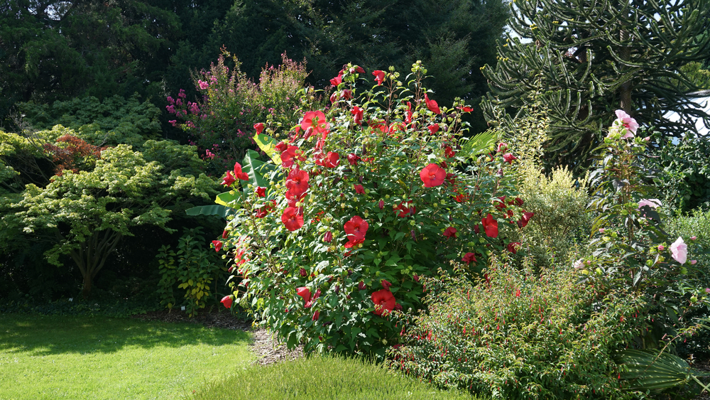 Rode Hibiscus XXL in een tuin