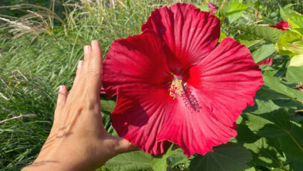 Rode bloem van een Hibiscus XXL