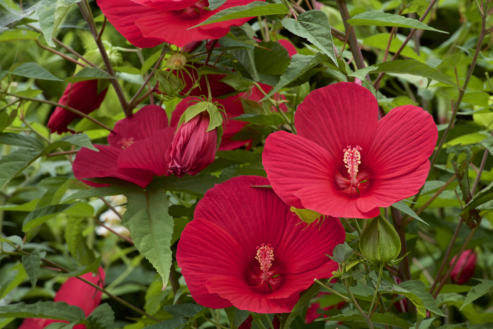 Roodbloeiende Hibiscus XXL