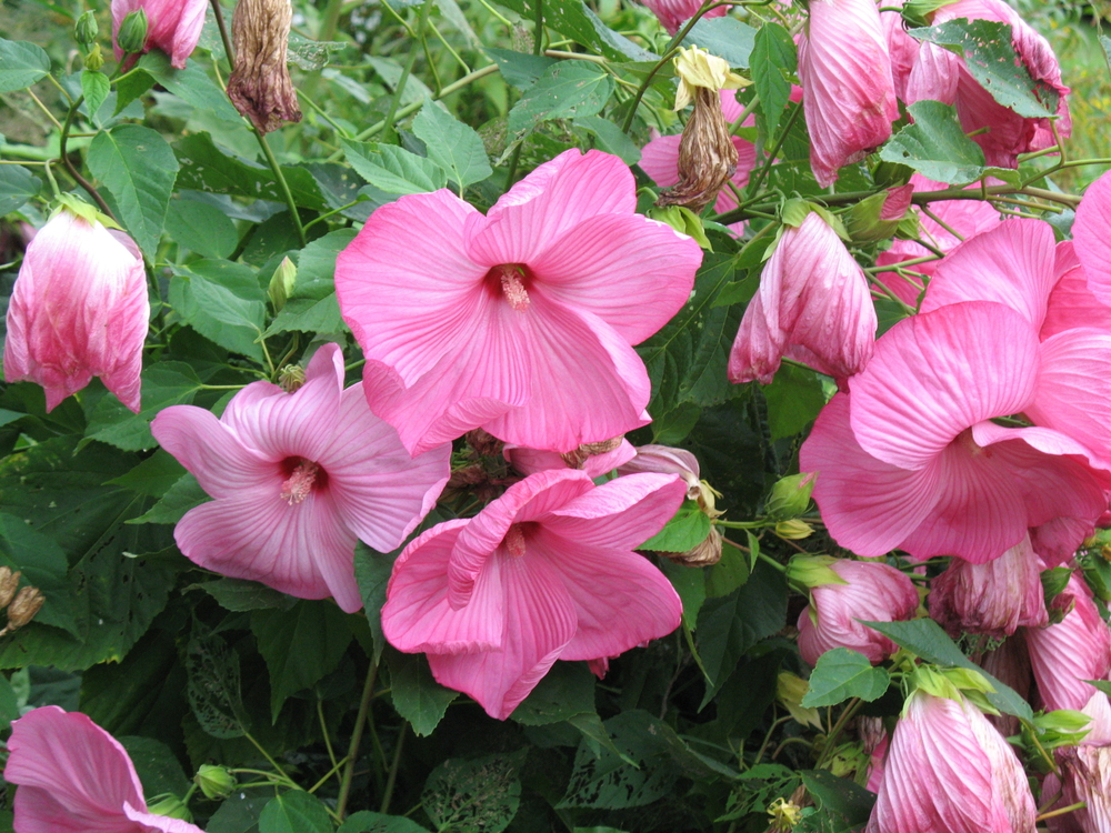 Rozebloeiende Hibiscus XXL