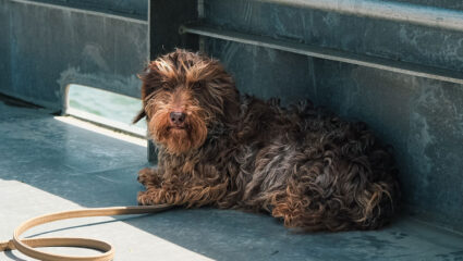 Nhaan ligt rustig te wachten op Janny.