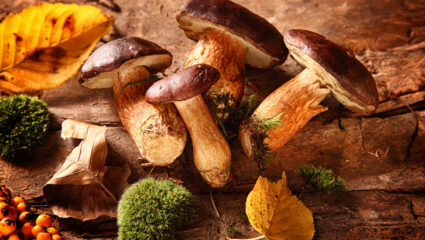 Paddenstoelen in de herfst.