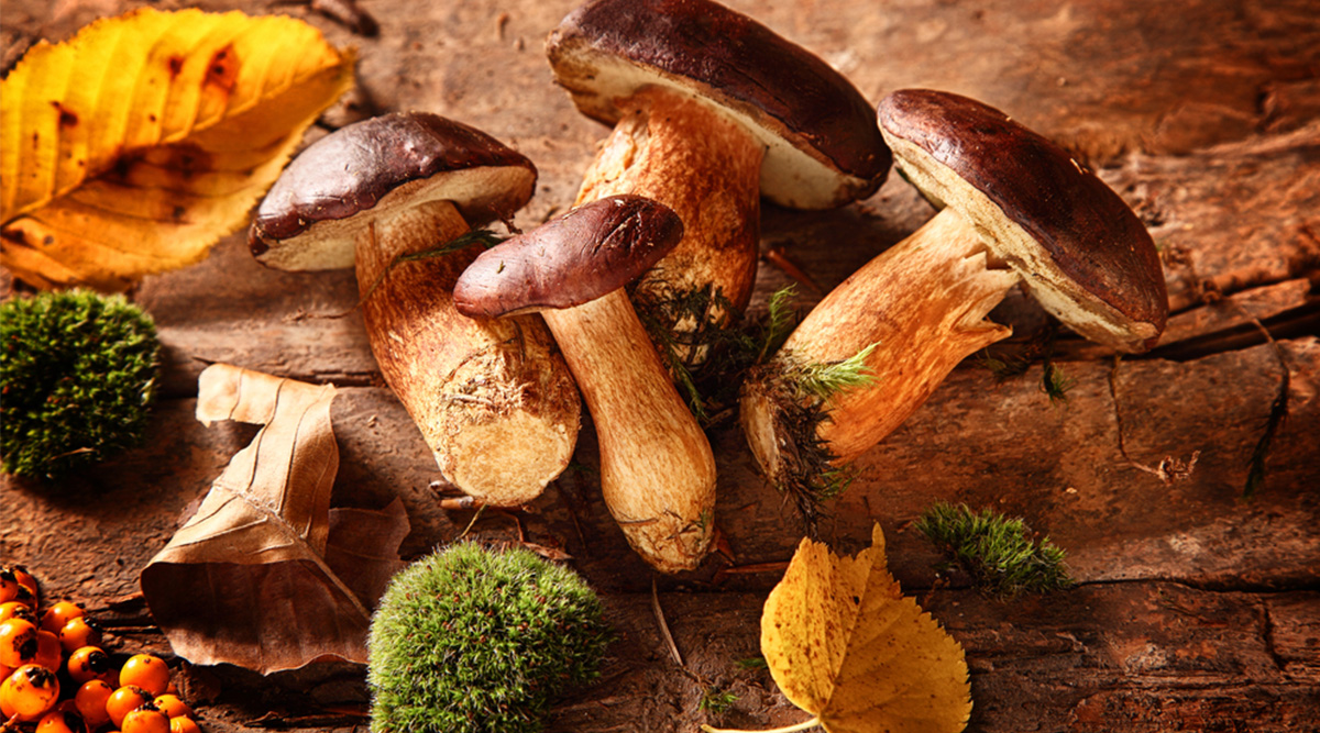Paddenstoelen in de herfst.