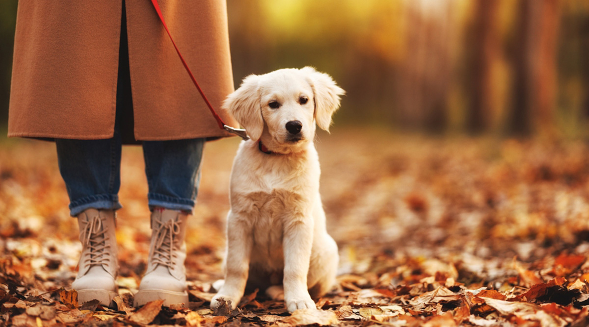 Een hond in het bos.
