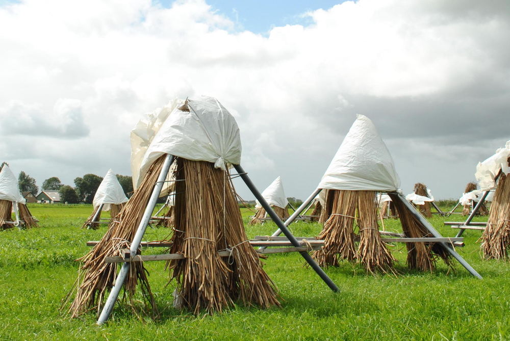 Gesneden biezen, die te drogen hangen in een weiland.