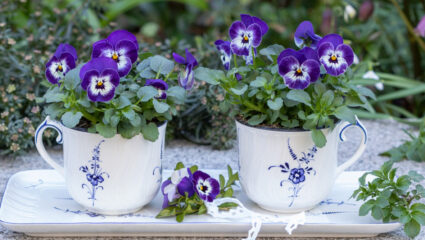 Puzzel met viooltjes in kopjes in de tuin