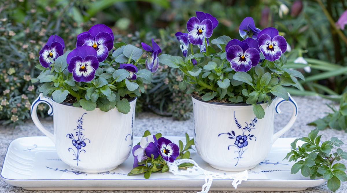 Puzzel met viooltjes in kopjes in de tuin