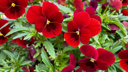 Puzzel met rode viooltjes