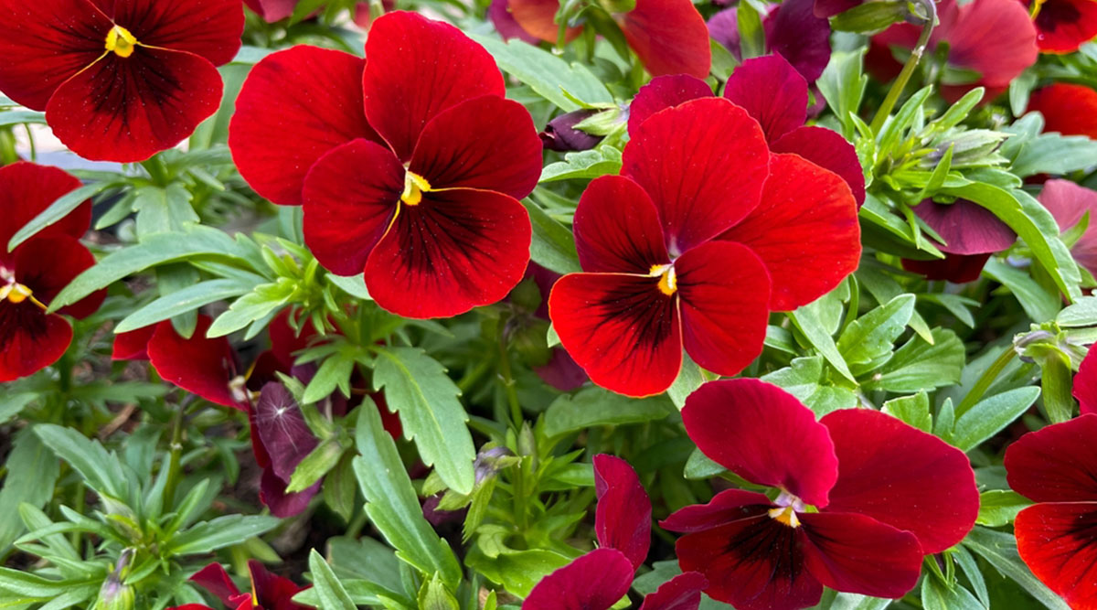 Puzzel met rode viooltjes