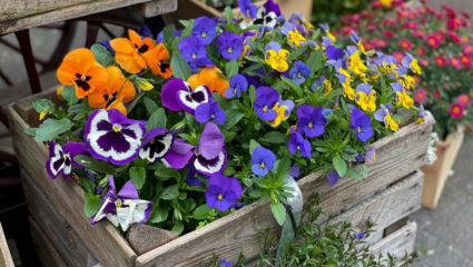 Puzzel van viooltjes in een houten krat