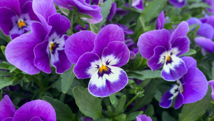 Puzzel met donkerpaarse en witte viooltjes