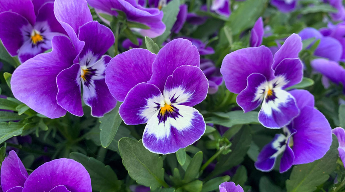 Puzzel met donkerpaarse en witte viooltjes