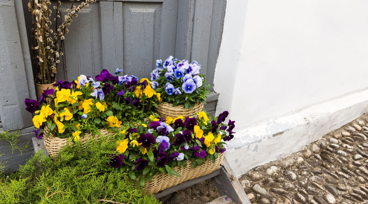 Puzzel viooltjes in manden voor een deur