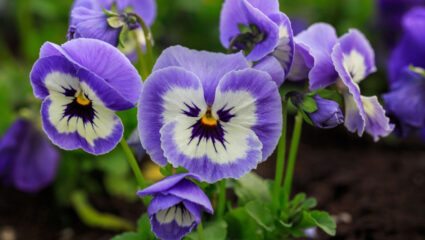 Puzzel met lichtpaarse viooltjes