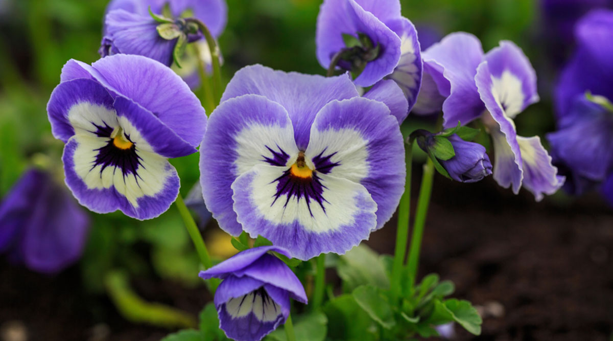 Puzzel met lichtpaarse viooltjes
