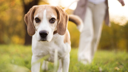 Zorgen voor de hond, wanneer gaat dat niet meer?