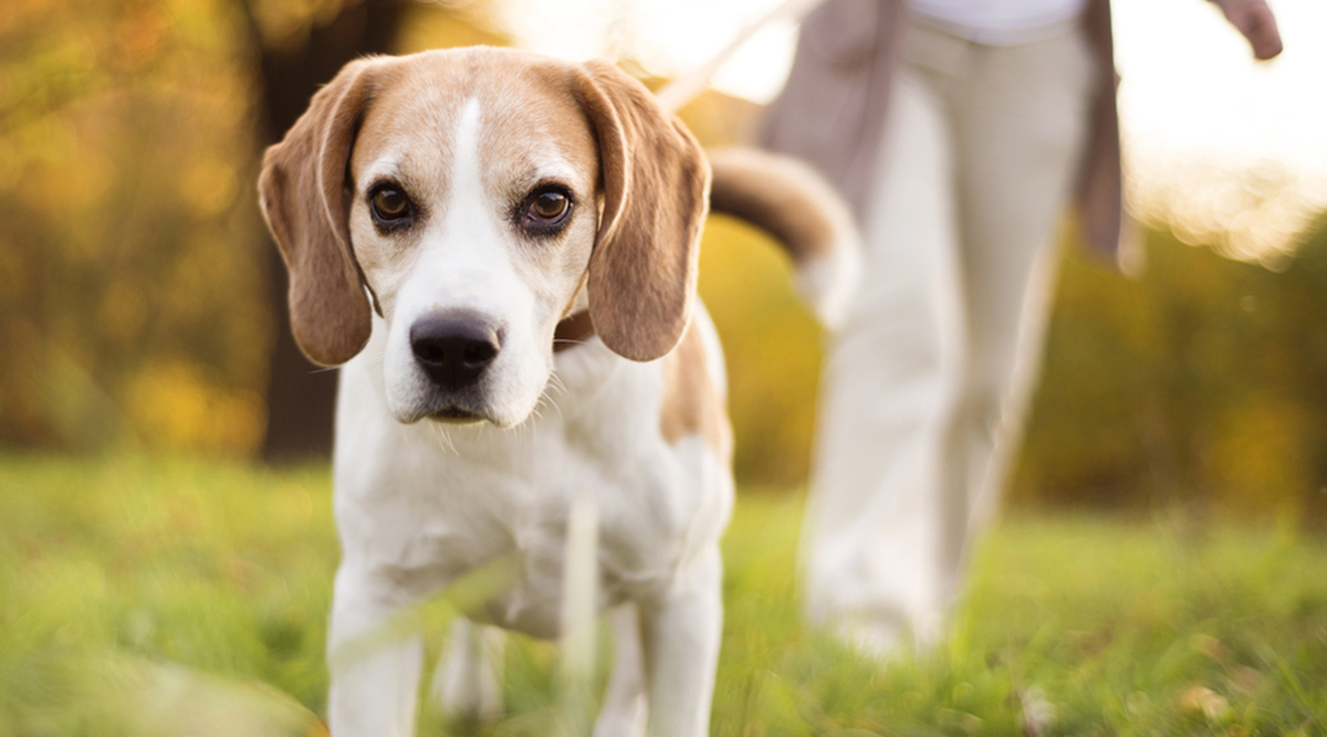 Zorgen voor de hond, wanneer gaat dat niet meer?