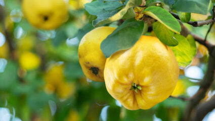 Een kweepeer in de kweepeerboom.