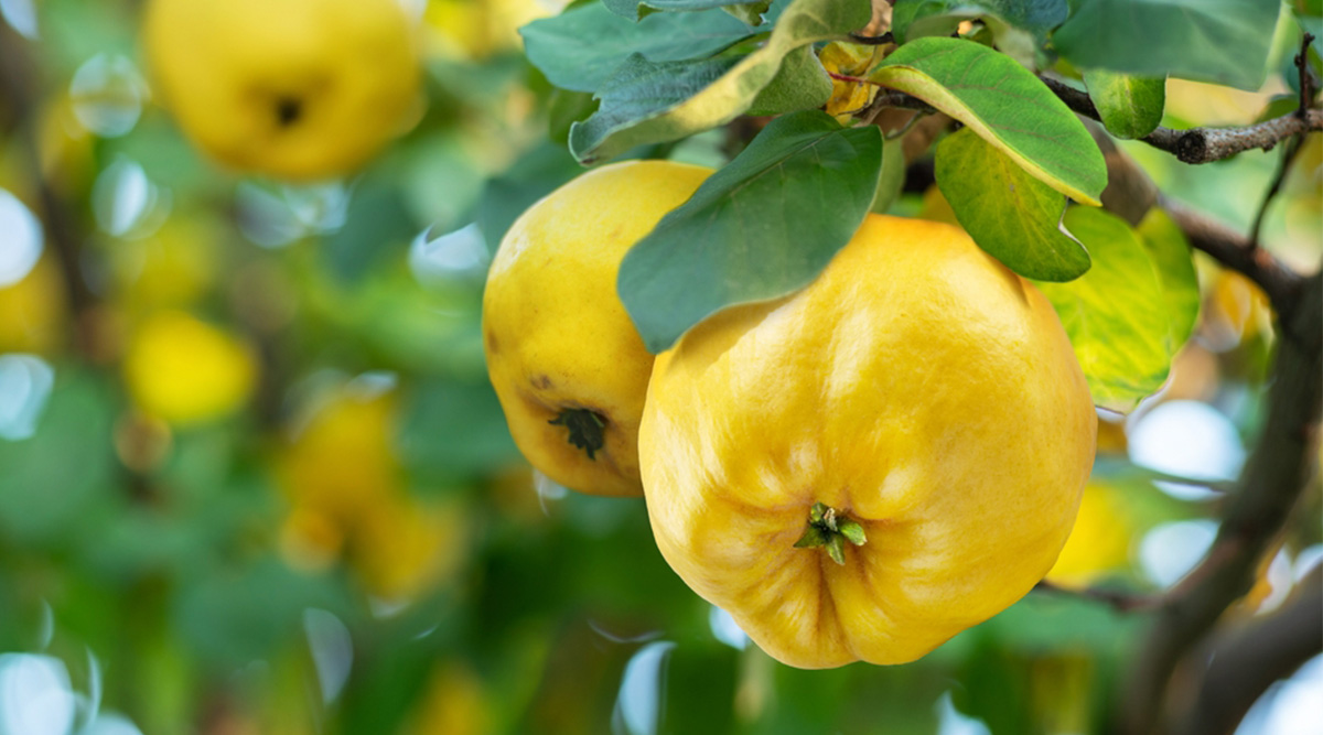 Een kweepeer in de kweepeerboom.