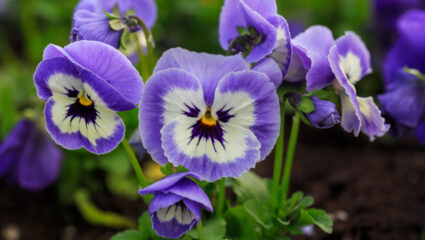 Paarswitte winterviooltjes