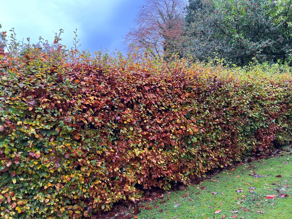 Beukenhaag met verkleurend blad in de herfst