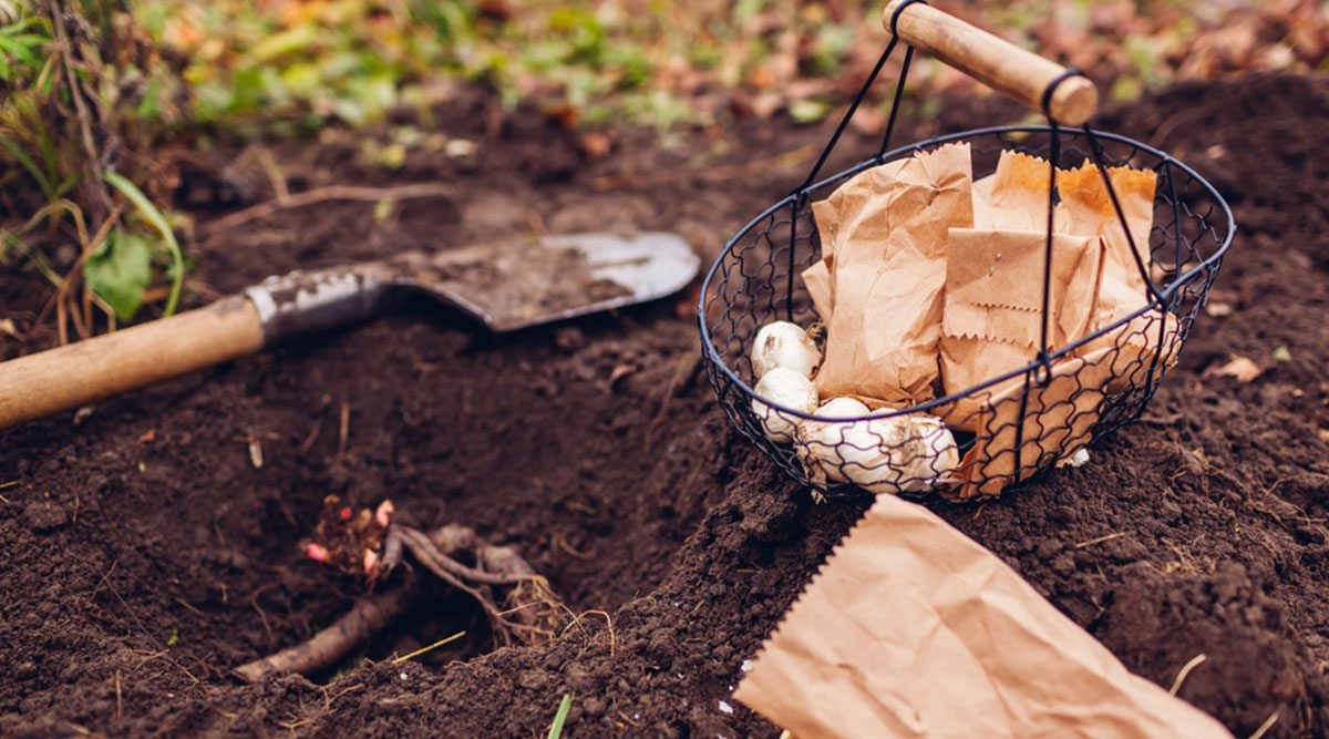 Bloembollen planten in de tuin
