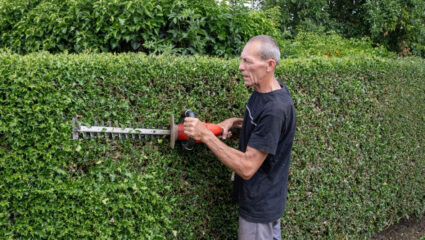 Man snoeit hulst, een van de mooie, groenblijvende hagen