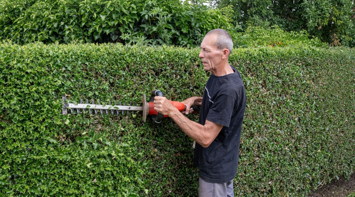 Man snoeit hulst, een van de mooie, groenblijvende hagen