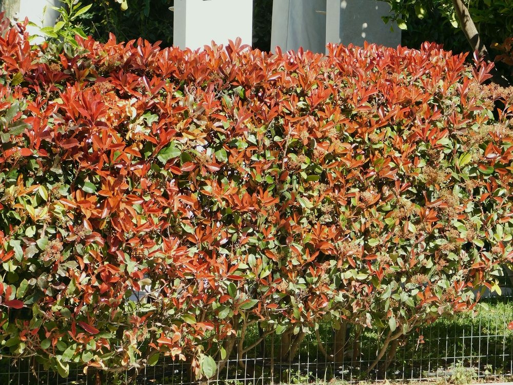 Hagen van Photinia fraseri ‘Red Robin’