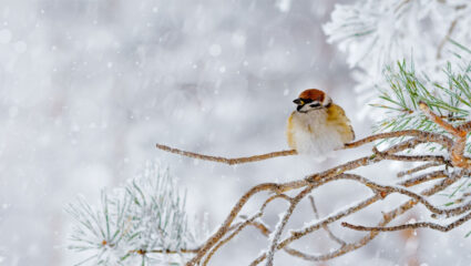 De vogel op het takje