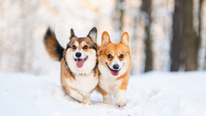 De honden in de sneeuw