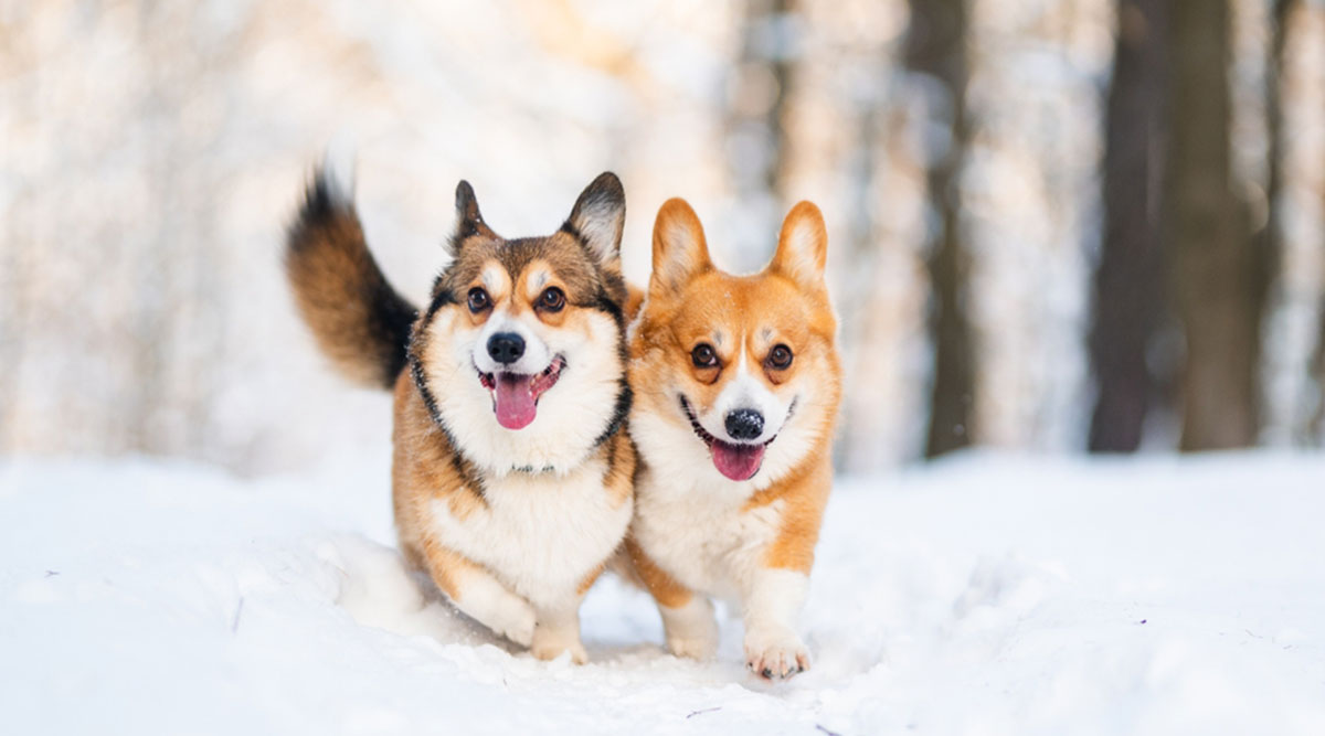 De honden in de sneeuw