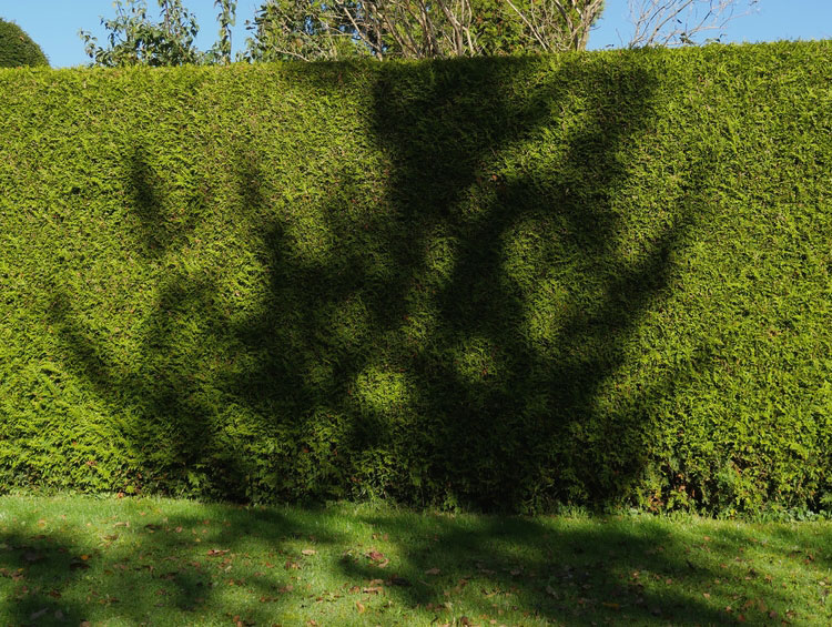 Groenblijvende hagen met Taxus
