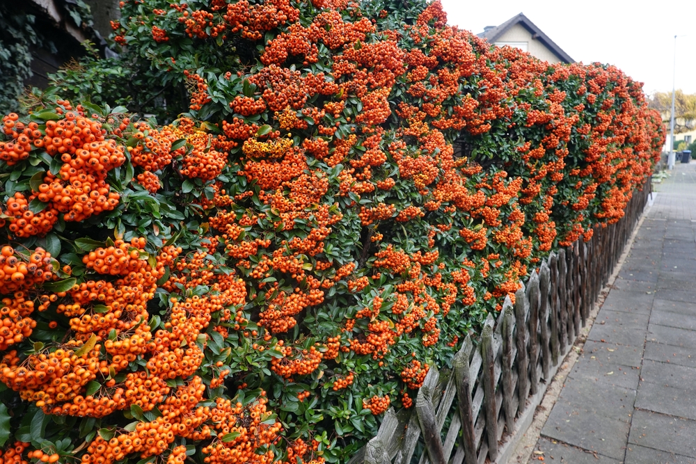 Hagen van vuurdoorn met oranje bessen