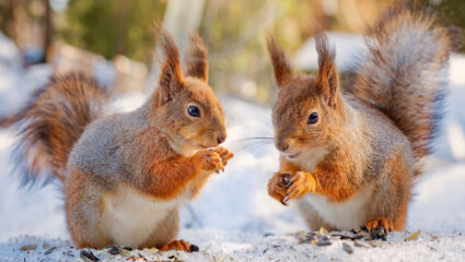 Puzzel eekhoorntjes in de sneeuw