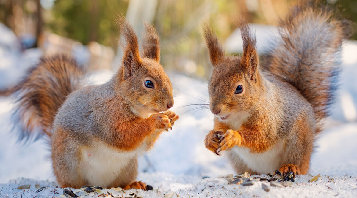 Puzzel eekhoorntjes in de sneeuw