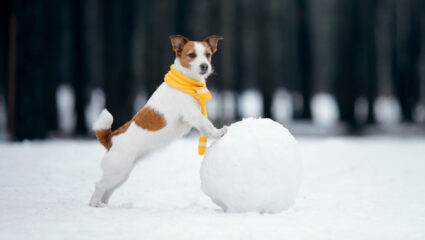 puzzel Jack Russel in de sneeuw