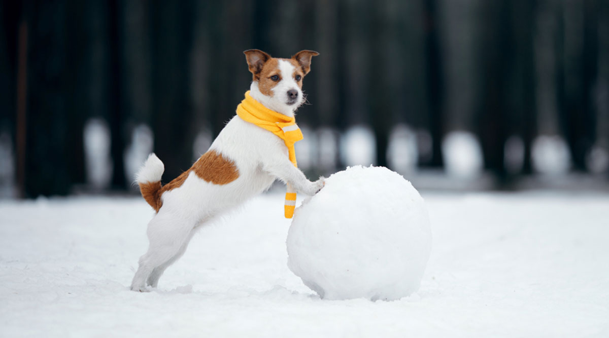 puzzel Jack Russel in de sneeuw