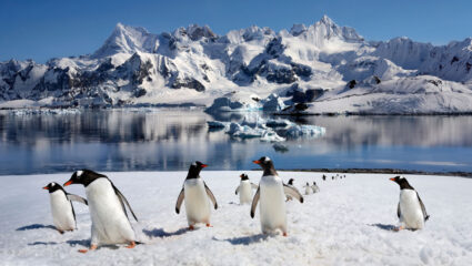 puzzel pinguïns in de sneeuw